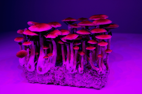 How Long Do Shrooms Stay in Your System