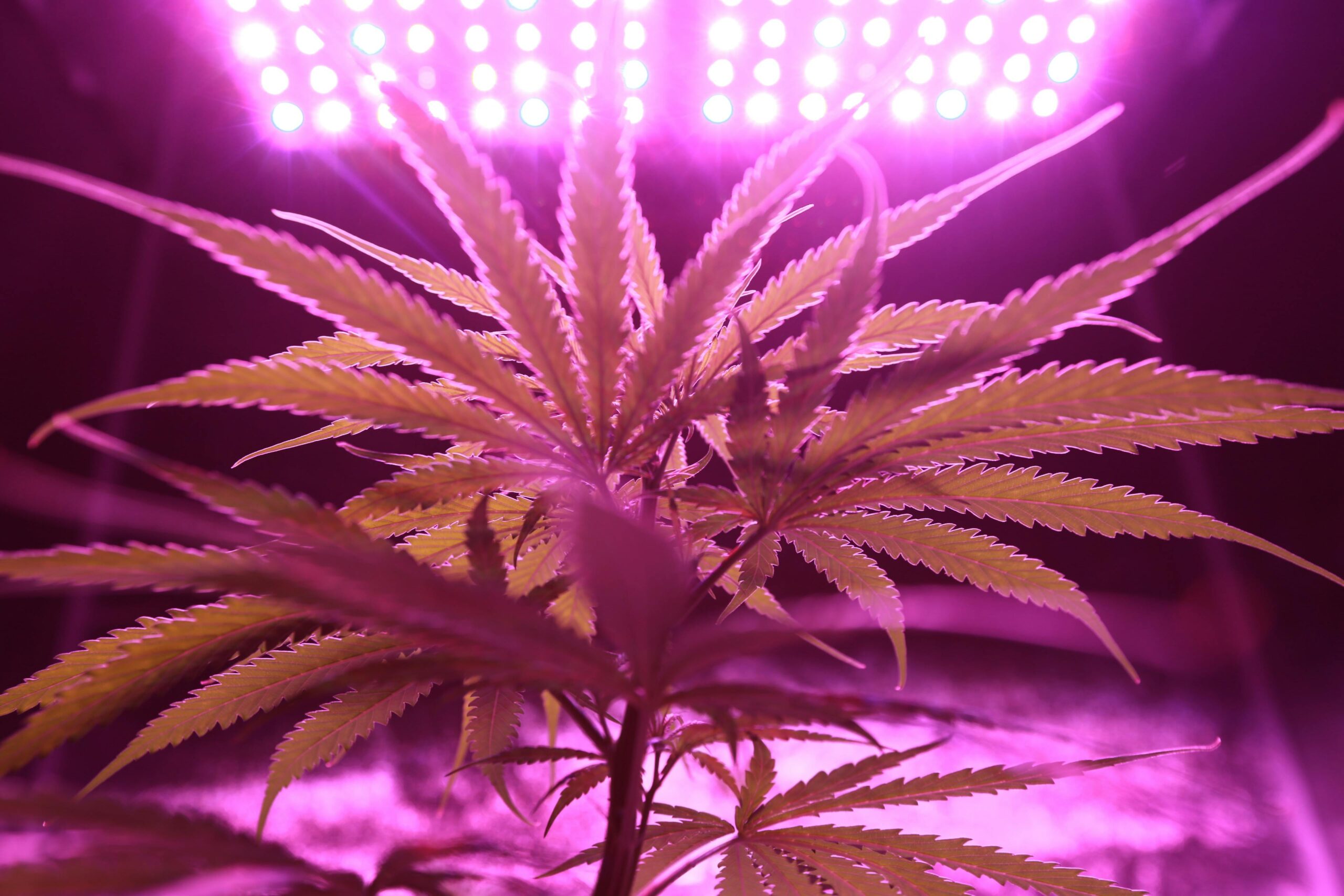 weed plant under lights