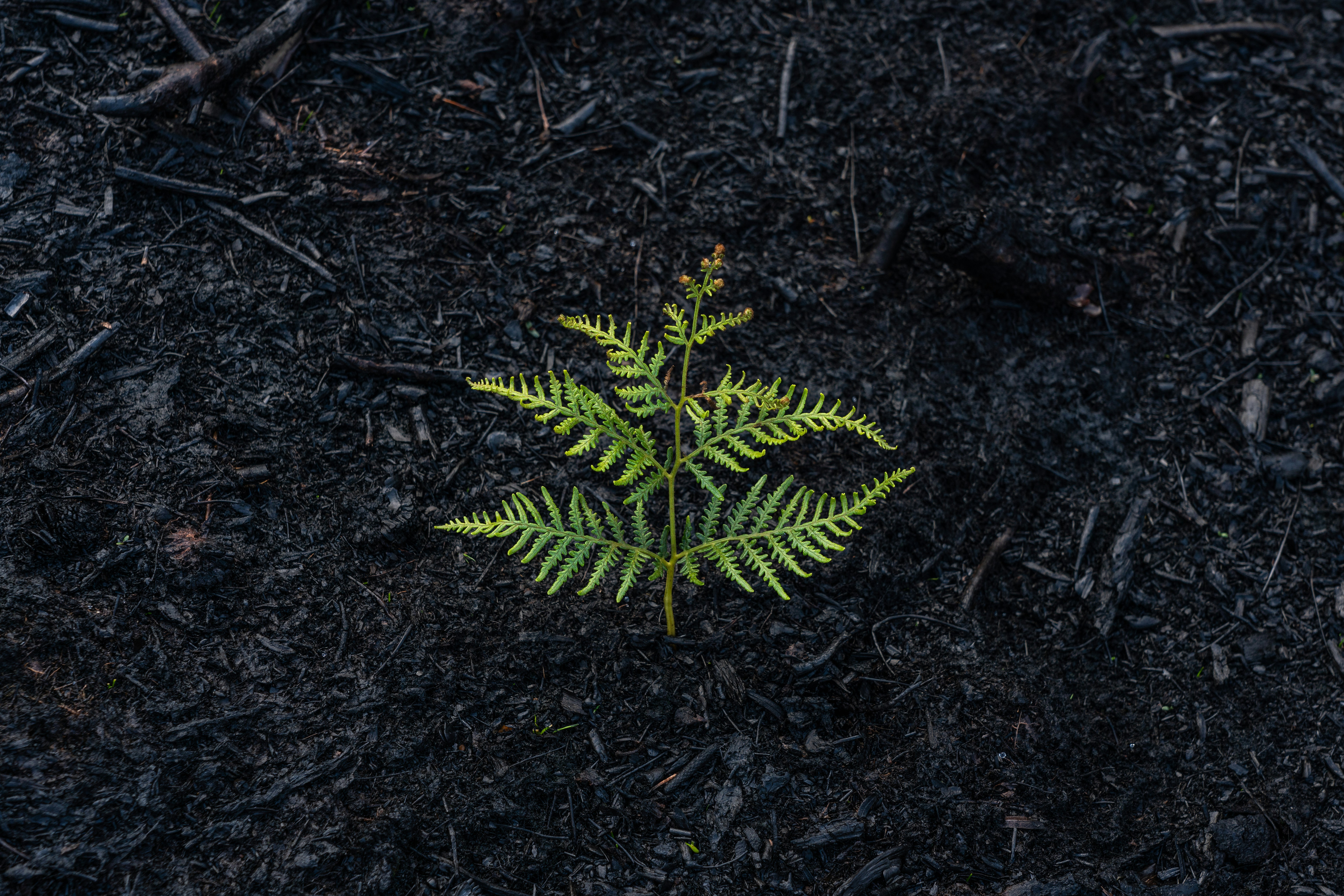 plant growing from ground